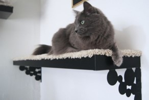 Мебель для животных — идеи дизайна интерьера