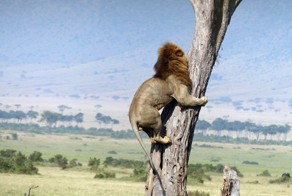 В Кении лев спасался от буйволов на дереве