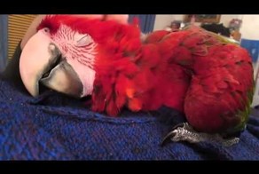 Попугай любит, когда его гладят