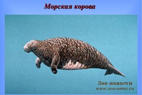 Утраченная жизнь. Морская корова