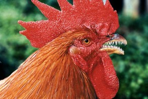 10 странных экспериментов с эмбрионами животных