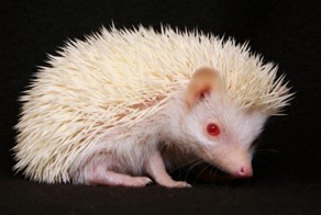 Животные-альбиносы