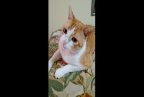 Если ты счастлив, скажи Мяу