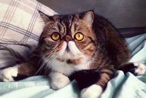 17 котов с плоскими мордами и разбитыми мечтами