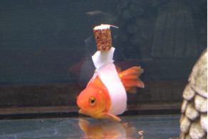 Золотая рыбка в "инвалидной коляске" для рыб