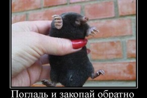 Пятничная подборка демотиваторов 