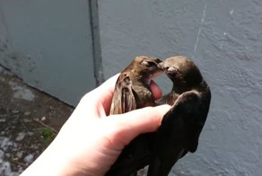 Драка черных стрижей