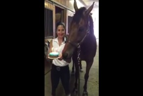 Этот конь задувает свечи на праздничном торте лучше, чем вы