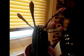 Как цветет кактус