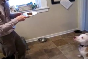 11-летний питбуль умирает от рака, но то что приготовил для него хозяин способно тронуть до глубины души