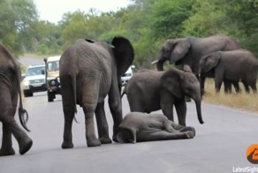 В это трудно поверить, пока не увидишь собственными глазами