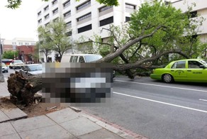 Дерево упало на BMW (5 фото)