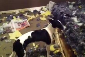 Собаки разгромили комнату в клочья
