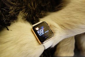 Сын китайского миллиардера купил собаке золотые Apple Watch