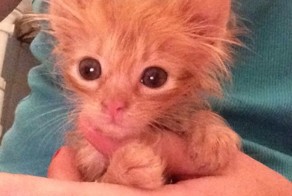 Его выкинул из машины не потрудившись даже выйти