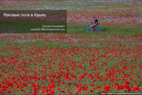 Маковые поля в Крыму.