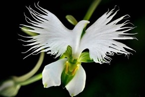 Удивительное рядом. Цветы и растения, которые выглядят как нечто иное