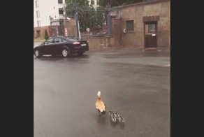 Утка с утятами пошла на прием к Медведеву