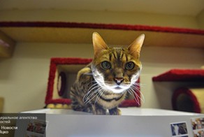 Собаки и кошки европейцев съели гаджетов на 2 млрд евро