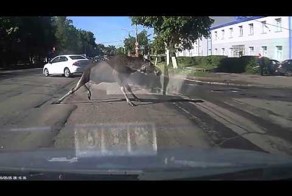 Лось в Костроме