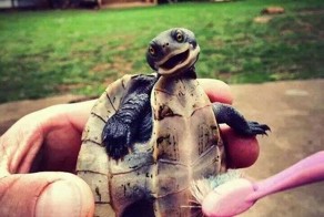 20 счастливых животных, которые хотят, чтобы им почесали животики  