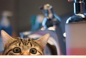 Учёными установлено, что коты - не лучшие игроки в прятки!