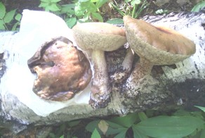 31/05/2015 Москва, Лосиный остров