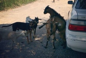 13 секретных агентов, прячущихся на самом видном месте