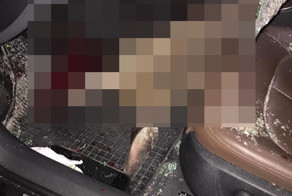 Лось потерял голову после встречи с автомобилем