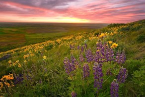 Необычные и странные растения мира