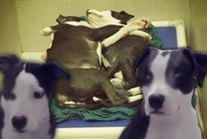 Братья сироты: здоровый щенок служит слепому поводырем 