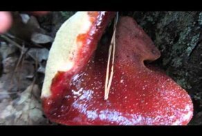 Пост о дивных грибах