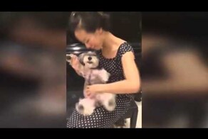  Музыкальный пес 