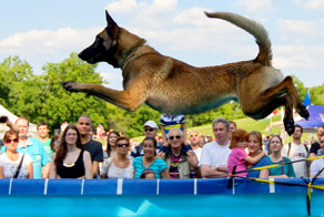 Собачий дайвинг: только для решительных псов