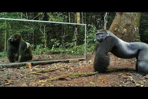 Кто на свете всех милее? Реакция диких животных на зеркало