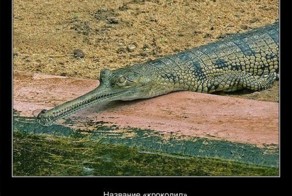 Факты о крокодилах