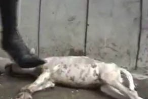 Догхантер издевается над собакой