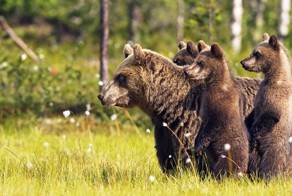 Медведица с тремя медвежатами