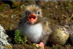 В Северной Карелии около 280 видов птиц