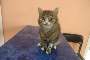 Кота с необычной мордой спасли от детей-хулиганов в Новосибирске