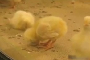 Смешные животные Цыпленок засыпает