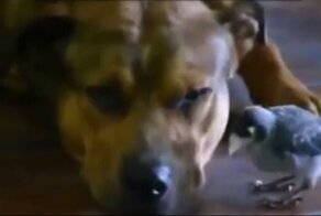 Смешные Животные! Видео Подборка  