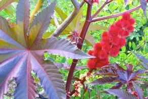 Самые ядовитые растения 