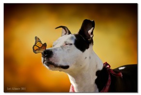 Удивительные фотографии бабочек