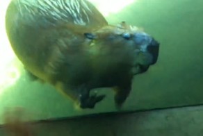 Бобёр приветствует юного посетителя зоопарка