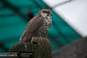 Кремлевский филин-каратель Филя из ФСО даст начало роду вороноубийц
