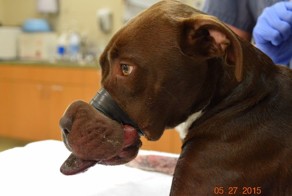 Живодер обмотал морду собаки изолентой