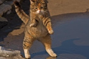 Котогифки... и не только