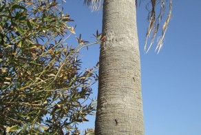 Как загорают ящерки