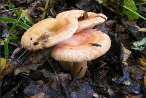 А на Урале хорошо, точно!